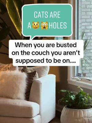 A post by @andreachatterton31 on TikTok caption: Cats are a😼🙀holes! #catprobs #dogmomforlife #getoffmycouch #catsoftiktok 