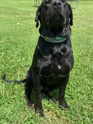 A post by @michellesmith0514 on TikTok caption: They grow up so fast 🐾 #dogsoftiktok #puppy #labradorretriever #rottweiler #mixed #labrotties #furbaby 