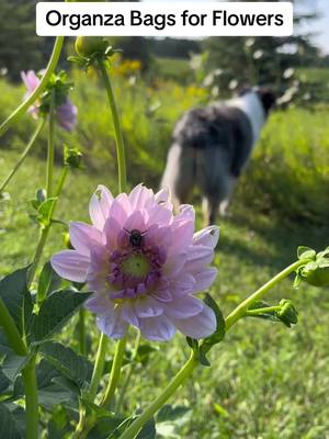 A post by @mywildiris_ on TikTok caption: I saw a few other cut flower gardeners/farmers use organza bags to protect their blooms from pests and wow does it work like a charm. I do still leave some unprotected for the pollinators, but those flowers end up looking deformed or mutilated by the time they’re ready to be picked. This has been a very easy, cost-effective way to preserve them!  #cutflowergarden #cutflowersforbeginners #cutflowerfarm #flowerfarm #flowerfarmingdog #flowerfarmdog #dahliagarden #dahliafarm #organzabag #organzabags 