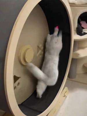 A post by @joe_rain0 on TikTok caption: funny cat #funnyvideos #funny #cat #pets 