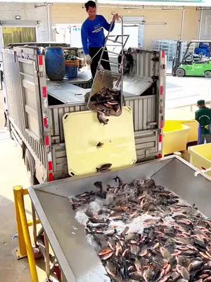 A post by @wonderlife.foryou on TikTok caption: Fresh fish factory! #foryou #fyp #viral #chinafactory 