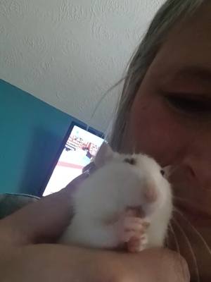 A post by @kerryeagling on TikTok caption: #PetsOfTikTok #pet #fyp #foryou #cute #cutepet  #rat #petrat