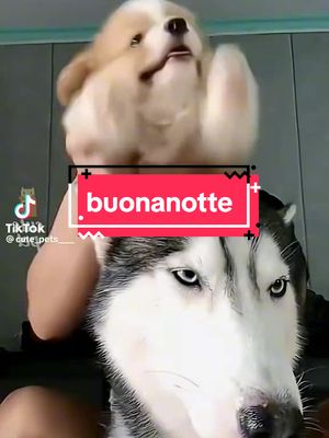 A post by @belladeroma23 on TikTok caption: #viral #belladeroma #neiperte #funnypetsoftiktok #happyanimals