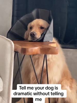 A post by @champgoldenpup on TikTok caption: Classic cone head #fyp #foryou #goldenretriever 