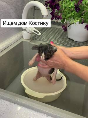 A post by @sobaka.sev on TikTok caption: Спасённый котёнок. Ищем ему дом.  Инстаграм sobaka.sev