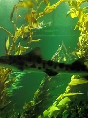 A post by @marcantoinevlk on TikTok caption: #aquarium 