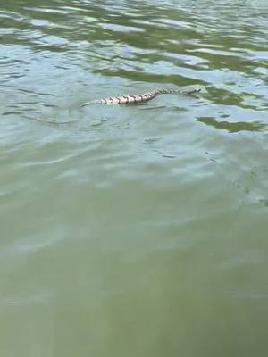 A post by @jaylrussell on TikTok caption: #fyp #rattlesnake rattlesnake tried to get in my boat .