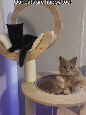 A post by @nalathecat0524 on TikTok caption: Our kitten is ALWAYS on this cat tree. Get this same cat tree for 10% off with the code “Nala”! @Happy&Polly Pet Supplies #catsoftiktok #cat #cats #catsvideo #promotion #kitten #catowners #catslovers #cattok #fyp #nala #catslover #pov 