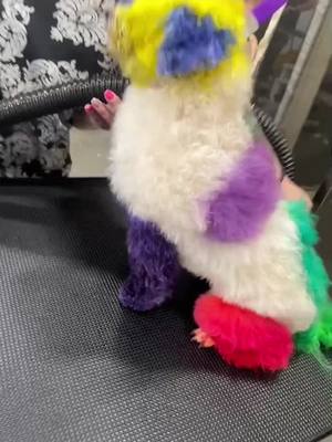 A post by @bougie_bitches_dog_spaw on TikTok caption: Prepping Lilly for creative competition startring Lilly as “The Lilliest Mermaid” #superzoo2023 #superzoo #doggrooming #creativegrooming #creativegroomingisnotabuse 