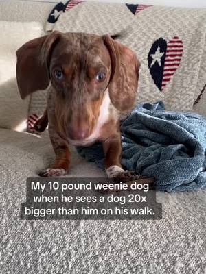 A post by @whoishubble on TikTok caption: And he will too. #ween #sausagedog #dachshund 