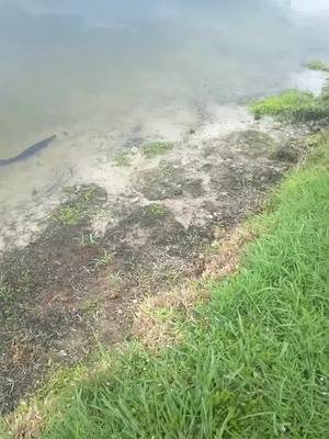 A post by @stubevelle1 on TikTok caption: #weimaraner #dogsfishing #dogsofttiktok #florida 