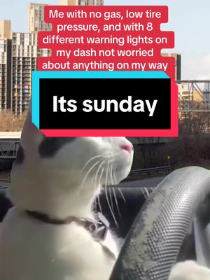 A post by @bryantolivas on TikTok caption: Imagine my disappointment when I discover that its Sunday. #chickfila #theweekend #cats