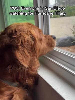 A post by @ on TikTok caption: 🫡 on watch for #hurricanehilary  #sandiego #sandiegolife #sandiegohumor #tropicalstorm #hurricane #champagnepupi #pupcasso 