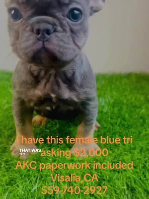 A post by @sergio_sgjtrucking on TikTok caption: #fyp #viral #tiktok #frenchbulldog #california