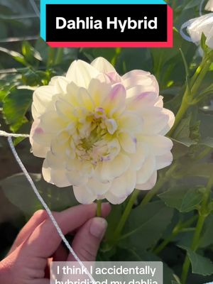 A post by @mywildiris_ on TikTok caption: Someone please tell me how I hybridized my dahlias. Also, is there a way to avoid doing it again? #dahliafarmer #dahliagarden #dahliahybrid #dahliaflower #flowerfarm #cutflowergarden #cutflowerfarm #flowergardener #flowerfarmer 