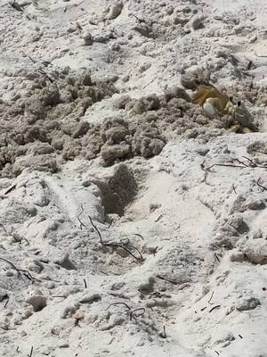 A post by @996ljw on TikTok caption: Mr Crab digging his hole!  #mexicobeachflorida #32456