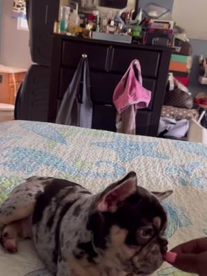 A post by @queencitybullys on TikTok caption: Bentley is doing great at his new home 🏡🐶 #frenchies #puppy #frenchbulldog #queencitybullys #merlefrenchbulldog #puppies #chocolateandtan #dog #dogreels #frenchiesoftiktok #doglovers 