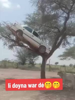 A post by @diazekara3 on TikTok caption: 🚚🤭🚚🤭🤭