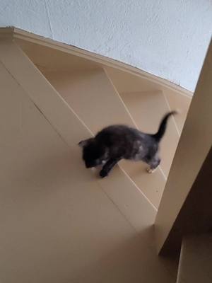 A post by @tortieflash.ayah on TikTok caption: First time walking the stairs👌 #catlover #tortie #kitten #cats #animal #fyp #fy #catsoftiktok #cat 