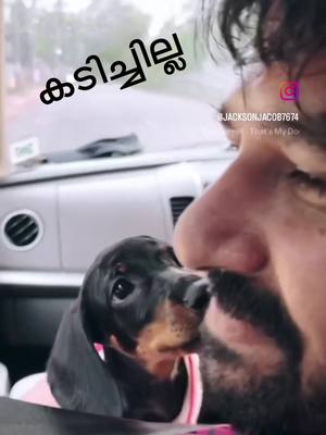 A post by @jacksonjacob43 on TikTok caption: #comi #malayalamcomdey #keralatiktok #pravasimalayali #malayalamdialogue#malayalamtikt ok #dogloverforever