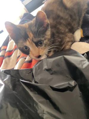 A post by @nyc.erocc on TikTok caption: Like its blowing mine lmaoo i wanna wipe it i swear but idk if i should 😂😂 #catsoftiktok #nyc #nycerocc #shesmellslikeass #literally 