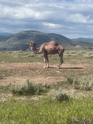 A post by @farrierbrenna on TikTok caption: Larry is really busy and doesnt have time for your crap. Be more like larry. #coloradocamel #camelsofamerica #camelstrong #larry 