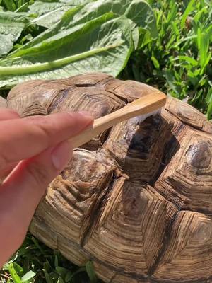 A post by @kutweena on TikTok caption: Tortoises need some bathtime too 🛁 #tiktok #tortoise #tortoisewhisperer #tortoisesoftiktok 