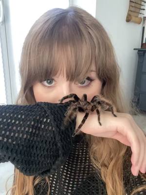 A post by @emmsimemmsi on TikTok caption: she’s a sweetheart🕷️ . . . . #animals #tiere #fy #fyp #foryou #fürdich #animalsoftiktok #tarantula #tarantulasoftiktok #vogelspinne #spider #spinne #kraushaarvogelspinne #curlyhairtarantula #tliltocatlalbopilosum 