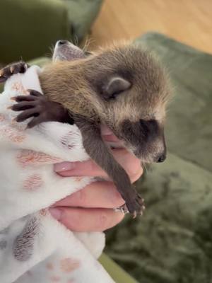 A post by @mytammylife on TikTok caption: These babies are under the care of a licensed wildlife rehabilitator. Wild animals do not make good pets. 💕 ##foryou##orphans##wildliferescue##viraltiktok##rescue##wildlife