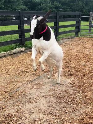 A post by @feralfarmky on TikTok caption: Gret Goat might be the only one enjoying this heat wave. 🥵 Girlfriend is feelin’ SPICY! 🌶️ #GretaGoatwig #goatsoftiktok #girlswhofarm #minifarmlife 