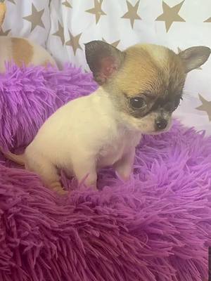 A post by @supertherese25 on TikTok caption: La merveille 😍  #chihuahua #chihuahuastiktok #chienmignon #bebechihuahua #babychihuahua