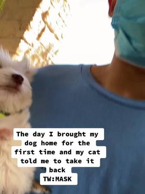 A post by @yoitsls on TikTok caption: Cat meets dog #petparent 