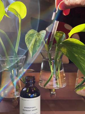 A post by @laurenix.j on TikTok caption: Hydroponic Nutrient Drops are one of my new favorite products to help my propagations! 🪴 #houseplants #houseplantsoftiktok #plants #plantgirl #houseplantcommunity #reviews #productreview #plantpropagation 