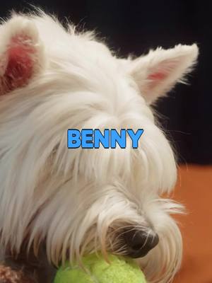 A post by @galileo3601 on TikTok caption: Meet Benny, the rambunctious West Highland White Terrier, on a quest to become the world's greatest ball player. #tiktok #dog #dogs #puppy #funny #storytime #fyp