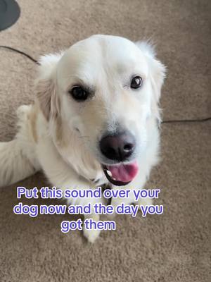 A post by @bindithegolden on TikTok caption: How i miss those days 🥹 #dogsoftiktok #puppy #goldenretriever #cute 