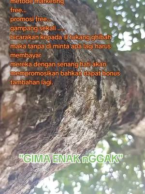 A post by @rendiwieck91 on TikTok caption: #free #promosivideotiktok🔥 #silang #hutan