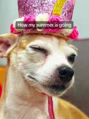 A post by @lucyfur_ocius on TikTok caption: Pretty busy summer so far, if you ask me #summer2023 