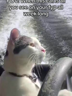 A post by @erinlewis91 on TikTok caption: #catdriving #CapCut #fyp 