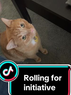 A post by @_xeraphim_ on TikTok caption: What class would Goose pick for his character? Comment and let’s find out! #goose #goosethecat #d20 #dungeonsanddragons