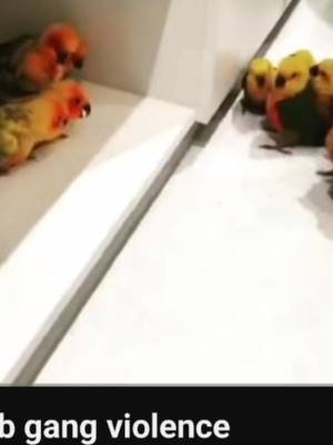 A post by @pinkcheckers2020 on TikTok caption: too cute not to  #birdfight #birds #fyp #cute #funny #whynot #adorable #birdsoftiktok #birdonbird