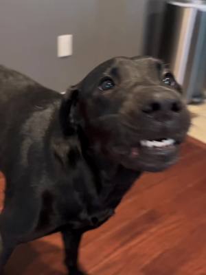 A post by @olivechompz on TikTok caption: #olivechompz #dogsoftiktok #cutedog #pettok #funny #funnydog #happydogs #teeth #teefs #labrador #gator #weekend #pets 