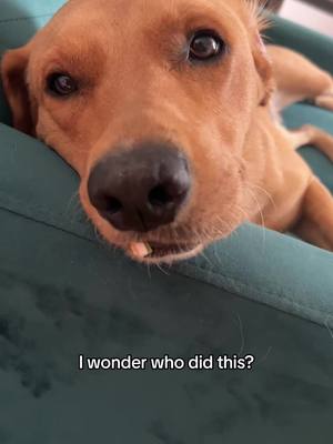 A post by @otis_thelab on TikTok caption: Guilty as charged 👩🏼‍⚖️ (little did I know that around the corner his 10th bed was destroyed too) #labrador #funny #lilboothing #judge #naughtydog #dog #dogsoftiktok #puppy #cute 