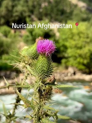 A post by @wanderingemma68 on TikTok caption: Nuristan , Afghanistan, the most beautiful place ive seen in a long time ! Afghanistan 2023 ! #afghanist #afghanistan2023 #afghanistantiktok #afghanistan🖤❤️💚 #afghanistan_ #afghan #afghanistan #afghanistan_ #afghanistan_tıktok🇦🇫 #nuristan #nuristani😍🇦🇫 #afg 