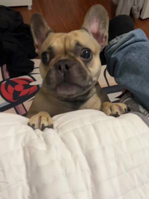 A post by @lexidones on TikTok caption: i stg she likes me #dogsoftiktok #frenchbulldog #funnydogs