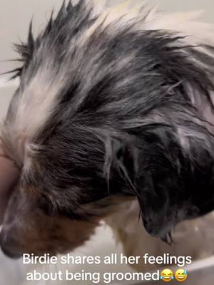 A post by @knauer_aussies on TikTok caption: #drama #showdog #dogsoftiktok #dogs #dog #foryoupage #fyp #aussies #showdogsoftiktok #dramaqueen #dramatic #dramaticmoments #puppy #puppiesoftiktok #grroming #bathtime