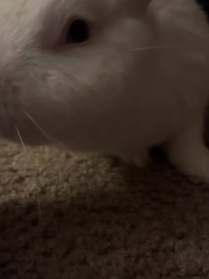 A post by @bunnymom.of.5.bunnys on TikTok