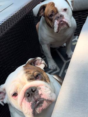 A post by @chicagobulldogs on TikTok caption: #scullyandmulder #sunday #bulldog #bigbulldogenergy #englishbulldogs #oldenglishbulldogs #weekend #summee #august #dog #dogsoftiktok