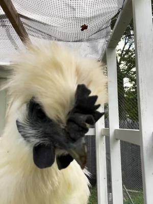 A post by @oliviaacky on TikTok caption: #chickens 