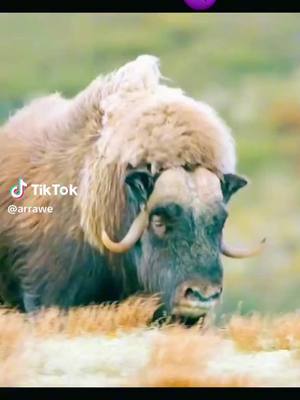 A post by @219esmd on TikTok caption: #habesha 