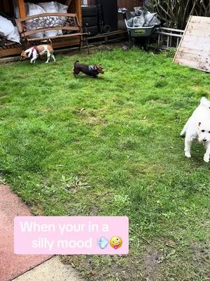 A post by @ruby_doothejackrussell on TikTok caption: Loving the feeling of grass under her feet 😊 Zoomies 💨🤪 #doglover #jackrussellsoftiktok #jackrussell #jackrusselllovers #doglifelover #dogsofttiktok #ilovemydog #dogloverforever #fyp #fypシ